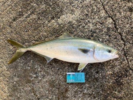 久しぶりの青物