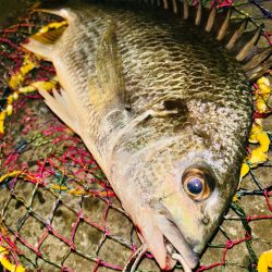 ヘチってきました