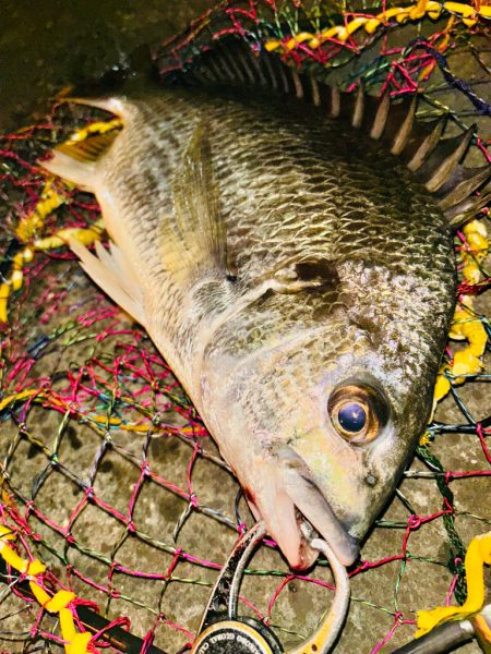 ヘチってきました