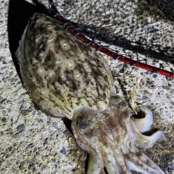 親アオリイカ狙いのはずが…親コウイカ