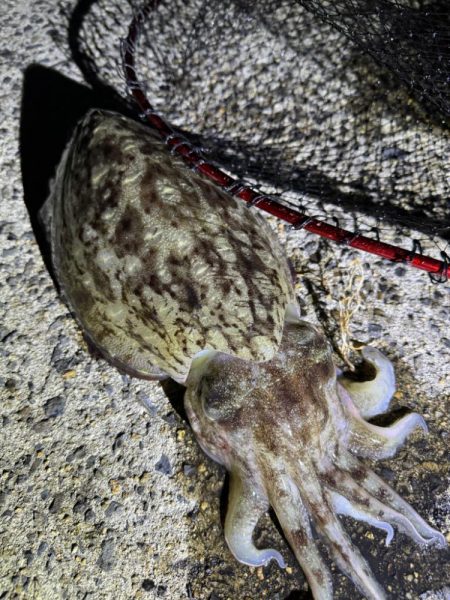 親アオリイカ狙いのはずが…親コウイカ