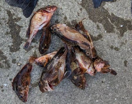 ガシラよく釣れました