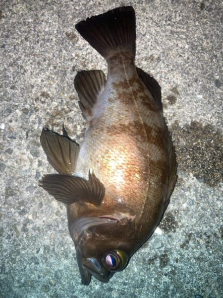 2024ライトゲーム第18戦