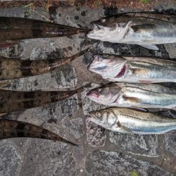 マゴチ&シーバス