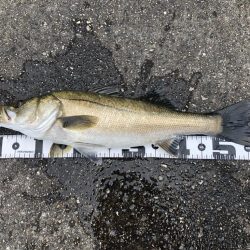 この時期でコンディション良しシーバス