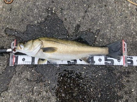 この時期でコンディション良しシーバス