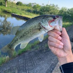 淀川ブラックバス