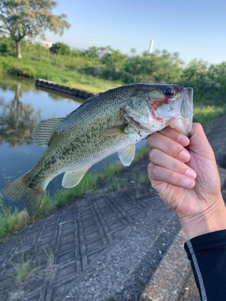 淀川ブラックバス