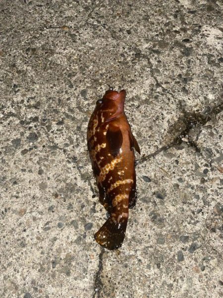 40cmと良型のキジハタ爆釣