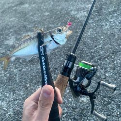 アジング渋かった