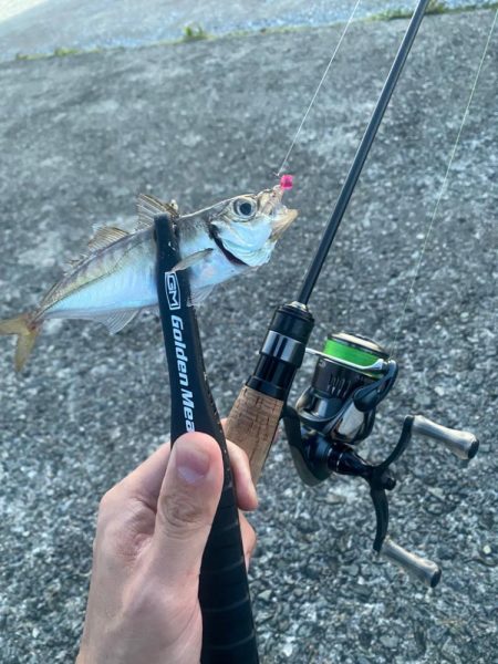 アジング渋かった