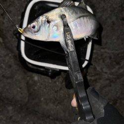 夜磯鯵ing🎣