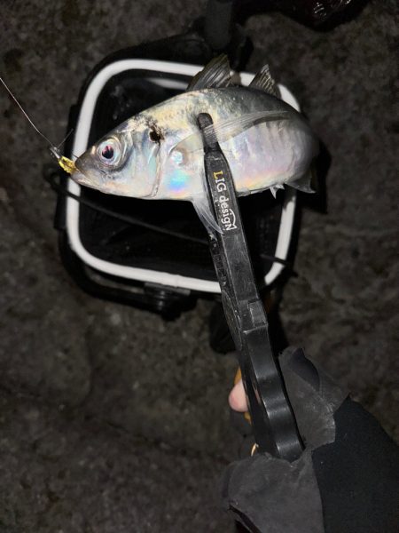 夜磯鯵ing🎣