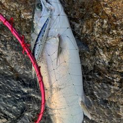 R6サクラ　ファイナル