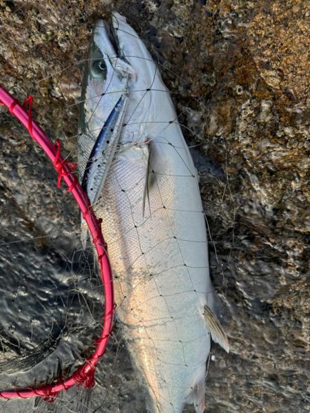 R6サクラ　ファイナル