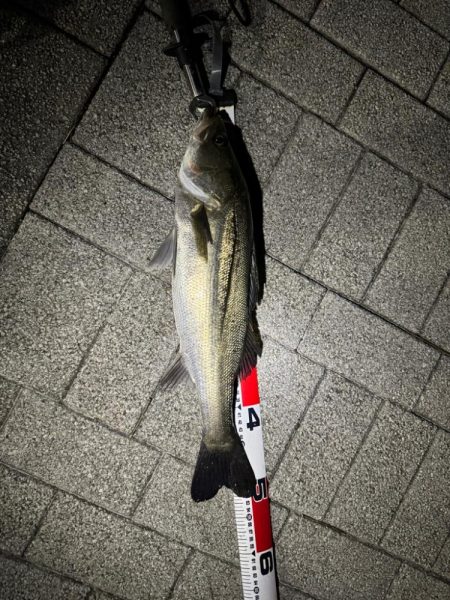 バチ抜けシーバス