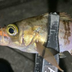 メバリングイベント03