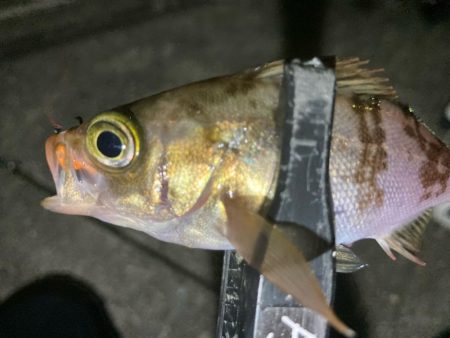 メバリングイベント03