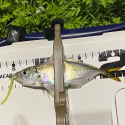 ジグ単de〜アジング♪微妙…汗