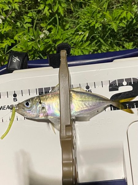 ジグ単de〜アジング♪微妙…汗