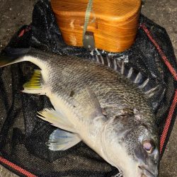 ヘチってきました