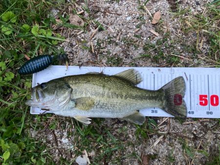 夕まずめのブルフラット