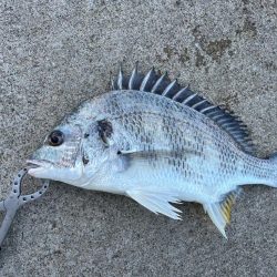 エビ撒きでチヌ釣れました