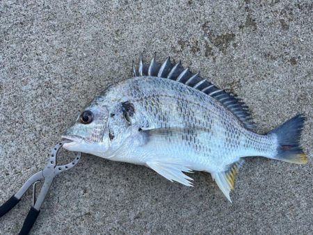 エビ撒きでチヌ釣れました