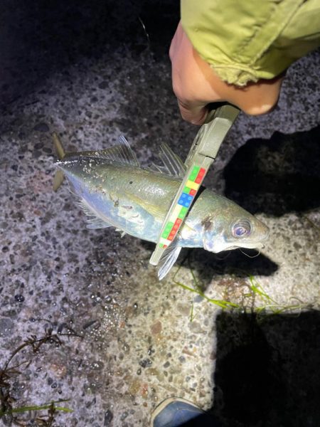 久しぶりの朝マズメへ