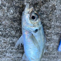 アジングでデカあじゲット