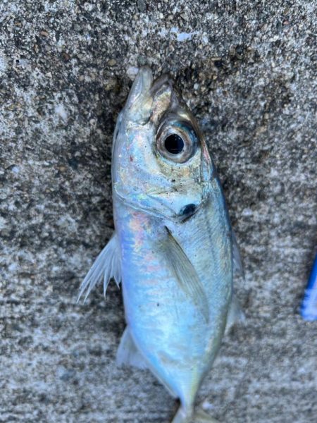 アジングでデカあじゲット