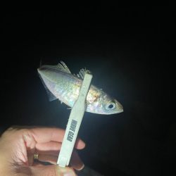 旧密林に潜む巨大蟹！