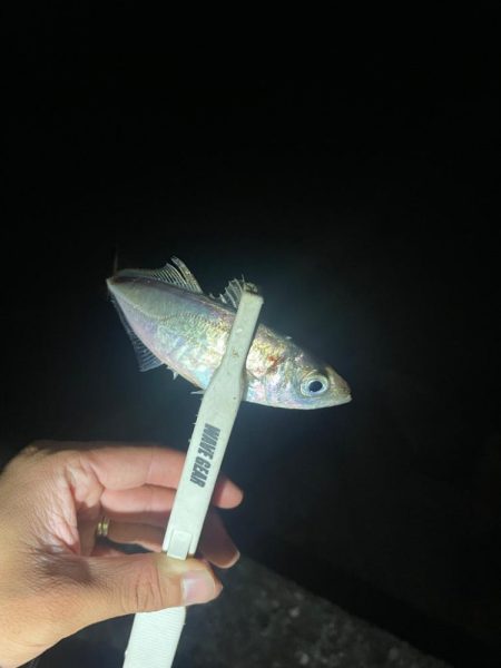 旧密林に潜む巨大蟹！