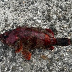 淡路島 北淡釣行