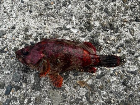 淡路島 北淡釣行