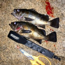 メバルプラッキング