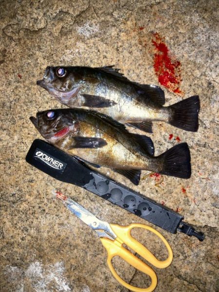 メバルプラッキング