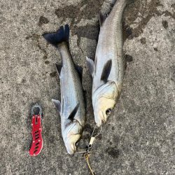 シーバス好調です♪