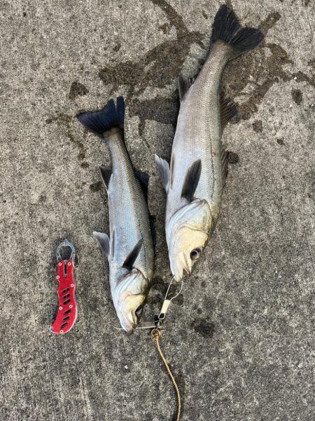 シーバス好調です♪