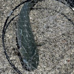 フカセで不発(;;)