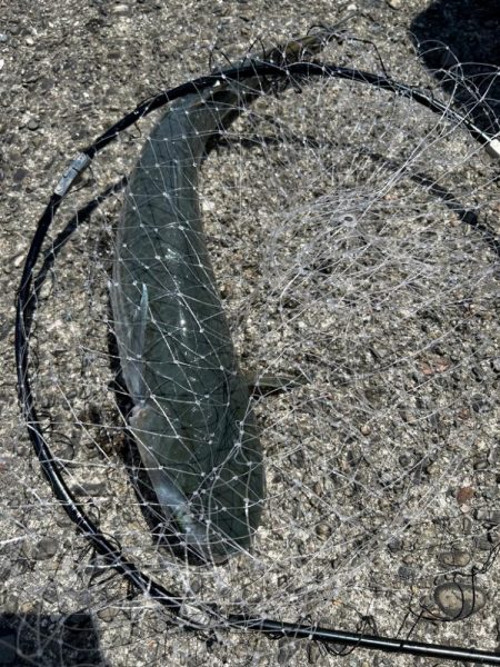 フカセで不発(;;)