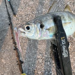 連休初日の夕方🎣