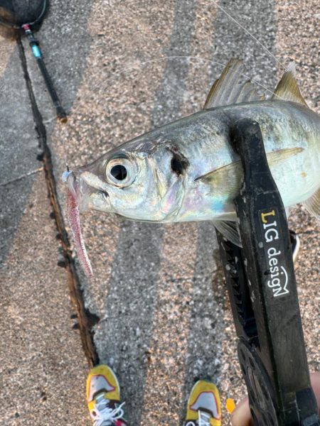 連休初日の夕方🎣