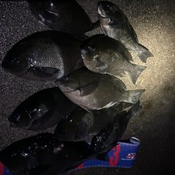 魚津港 夜釣りフカセ