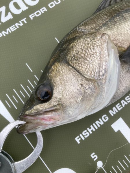 ⭐️ナイトがダ…