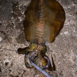 春アオリ、ゲット！