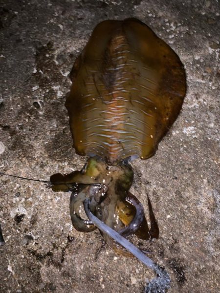 春アオリ、ゲット！