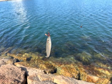 まだ少し早いキス釣り