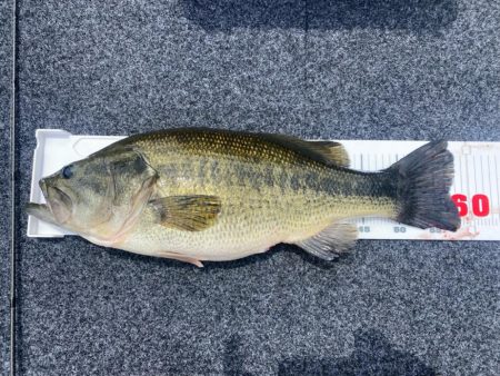 1日ボート釣行！