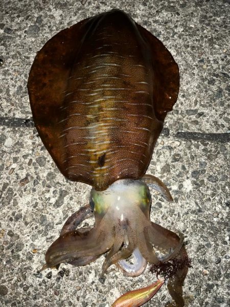 春イカ　自己記録更新！